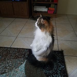 Meet your Posher, Cindy